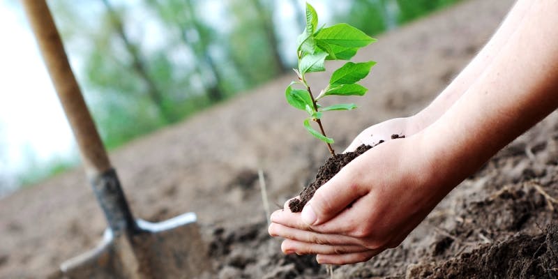 Protection and promotion of environment- VMMIIPL arrange Tree plantation programme at Moshi Kachara depo, Moshi, Tal- Haveli,Dist-Pune and Tasgaon Gayran Area, Tal- Tasgaon, Dist- Sangli.